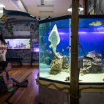 Aquarium & Shark Lab by Team ECCO