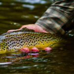 DB Bar D Outfitters