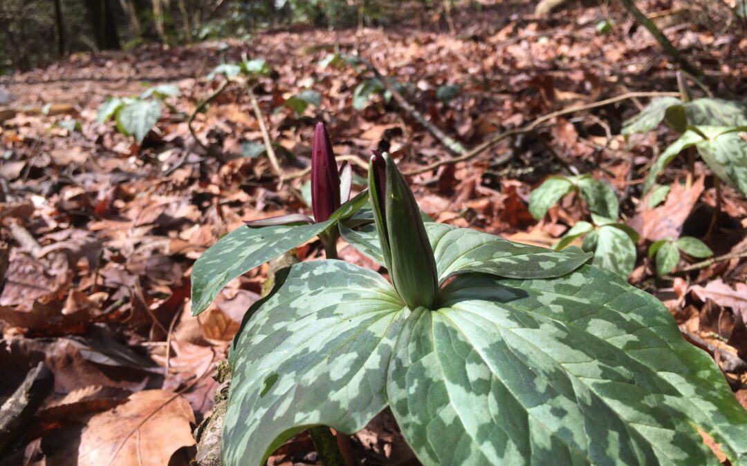 Spring in the Hemlock Forest