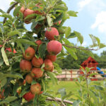 Justus Orchard