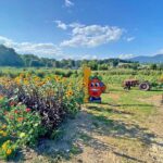 Linda’s Plants & Shrubs
