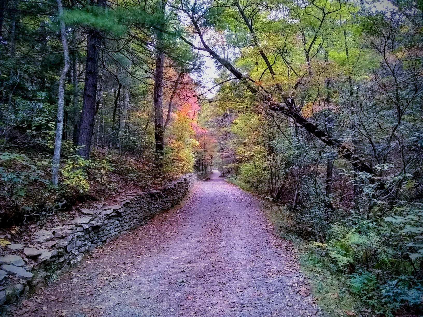 trail in the woods in fall lined by a stone wall