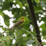Carolina Nature Tours