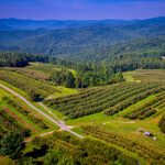Sky Top Orchard