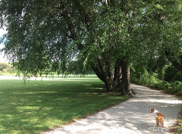 Dog walking on path at a park