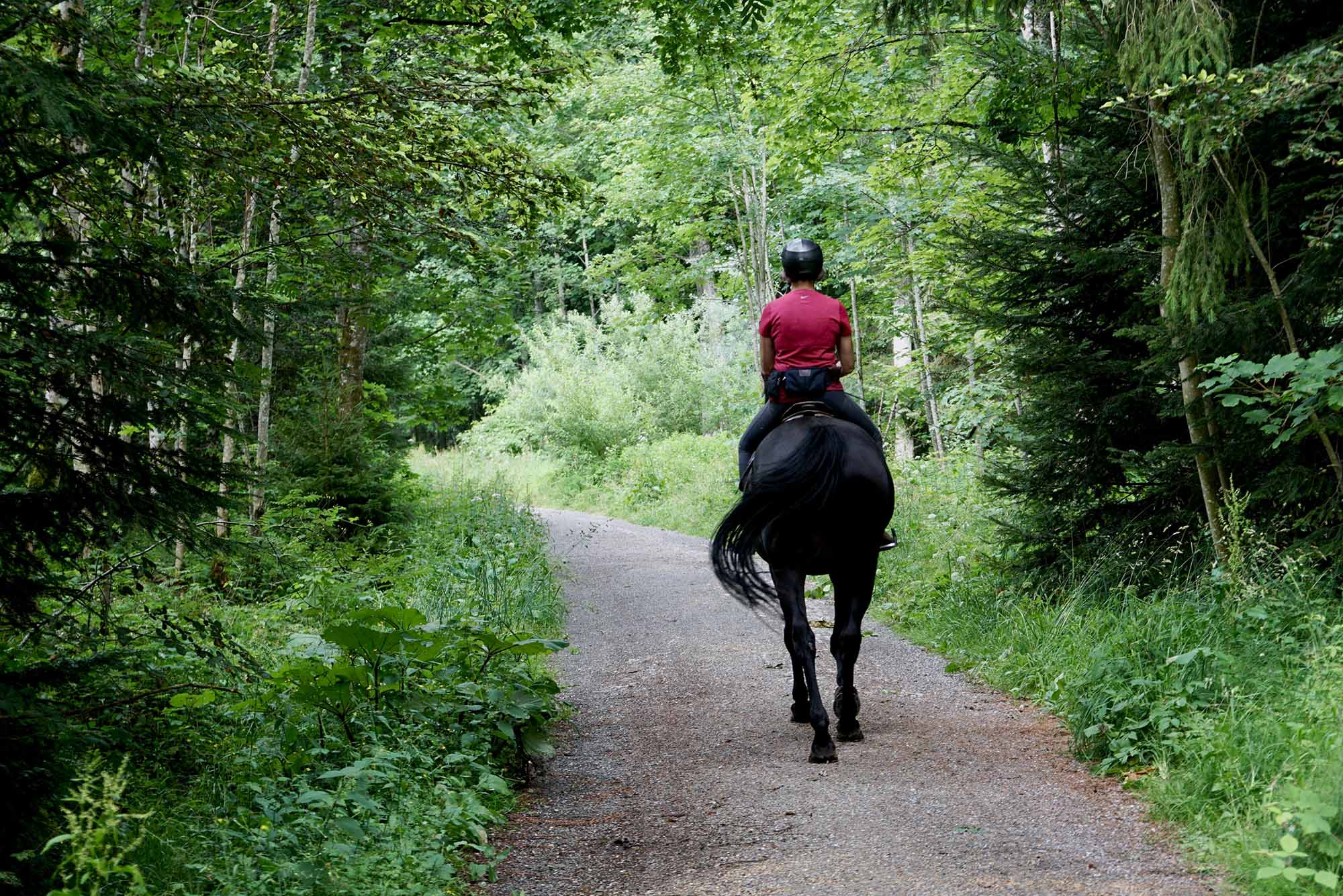 horse-stock-photo