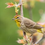Ventures Birding Tours