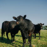 Three Arrows Farm & Cattle Company