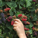 Fruit of the Spirit Orchard