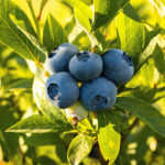 Etowah Blueberry Patch