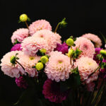Poppins Posies