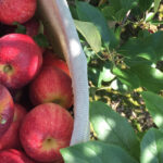 Holt Orchards