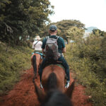 Pisgah Forest Stables