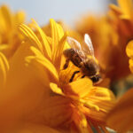 Honeybee Bliss