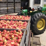 Lively Orchards