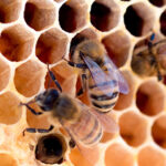 Carolina Bee Farm