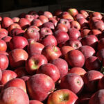 Owenby’s Fruit Stand