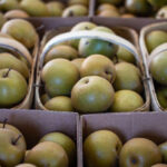 Pilot Mountain Pears