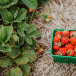 Obermiller’s Strawberry Farm